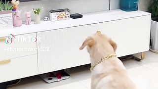 Dog emotions