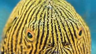 Amaizing Fish....????????????