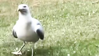 Fully funny animals video ????