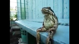 A frog that looks like an old man