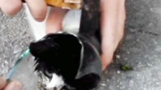 Save life of cats #hack