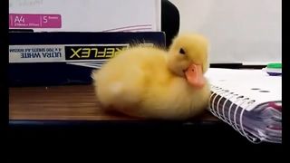 Duck holding back sleepiness
