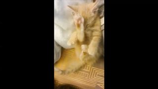 Cat sleeping in a strange position