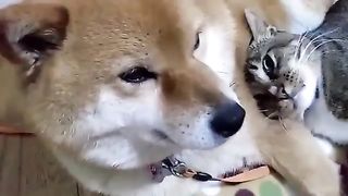 cat pampered by dog