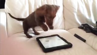 dog playing furiously with tablet