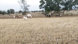 Village life 31
