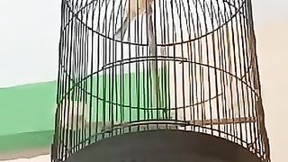 The canary chirping