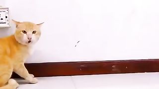 Dabbobi