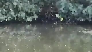 Fish even get a crocodile