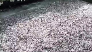 Raising catfish
