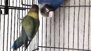 Parblue X Blue Split Albino Red Eyes