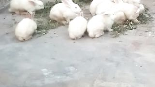 بول مٹی