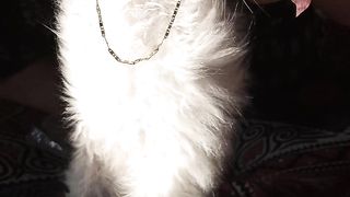 My cute kitten ????