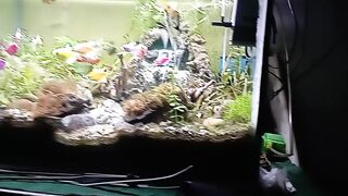 Aquascape 4