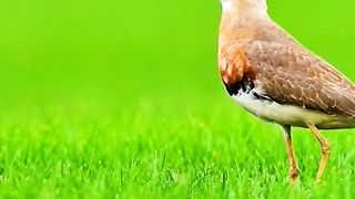Beautiful Bird #febspot #viral #views #birds