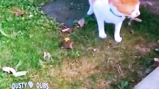 "Hilarious Animal Antics: When Pets Get Silly!"