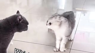 "Cat-tastic Comedy: Two Hysterical Cats Can't Stop Laughing!