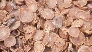 Manfaat dari pinang coin (benefits of iris areca nut)