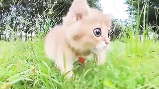 The Orange Kitty