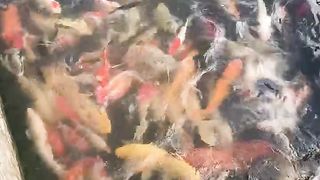 Fishes 3