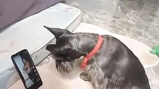 Até os cachorros são viciados