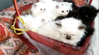 Cute cats 21