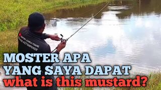 MOSTER APA YANG SAYA DAPAT (what mustard do i get)