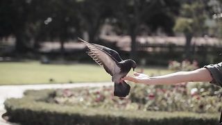 Wonderful Bird Funny Moment