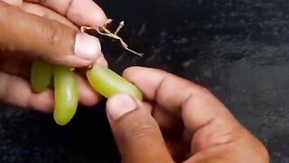 Grapes grow