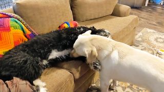 Funny | When a 100lb Puppy Meets Boundaries | FunFM