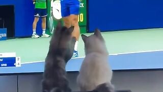 Funny | Professional Tennis Cats | FunFM