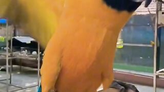 Bird's lovers parrots