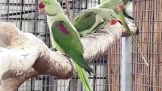 Kashmir perrots
