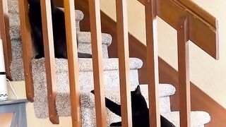Funny | Gordie's Sneaky Antics | FunFM