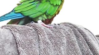 Funny | Mango's Feather Preening Mishap | FunFM