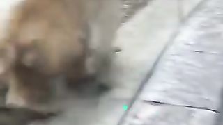 Funny monkey 16
