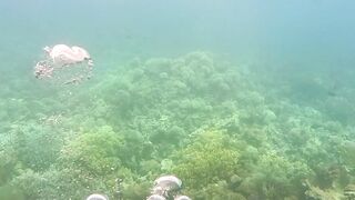 Underwater Scuba Diving