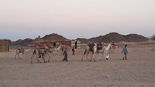 CAMEL IN EGYPT