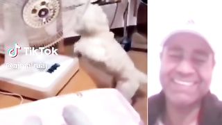 Smart dog 7