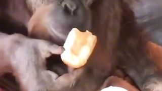 Monkey can astonish