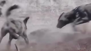 WILD DOG ATTACK AND EAT ALIVE ????