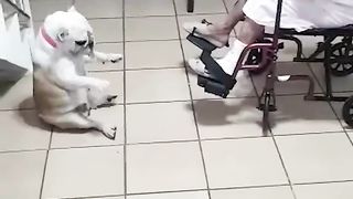 Hilarious Dog Dances As Grandma Sings!.