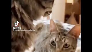Funniest cat and dog 3