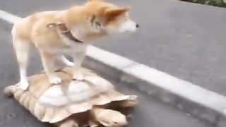 dog riding a turtle