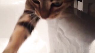 cat playing with bubbles