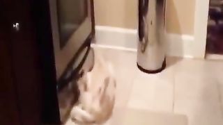 dog practicing catching