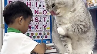 Surveillance Cat