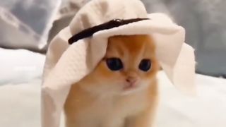 VERY CUTE CAT 2