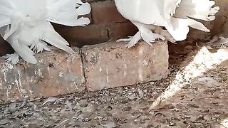 White Indian Kali Pair