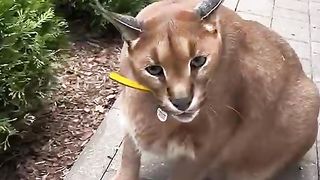 The cat that changed the exhaust